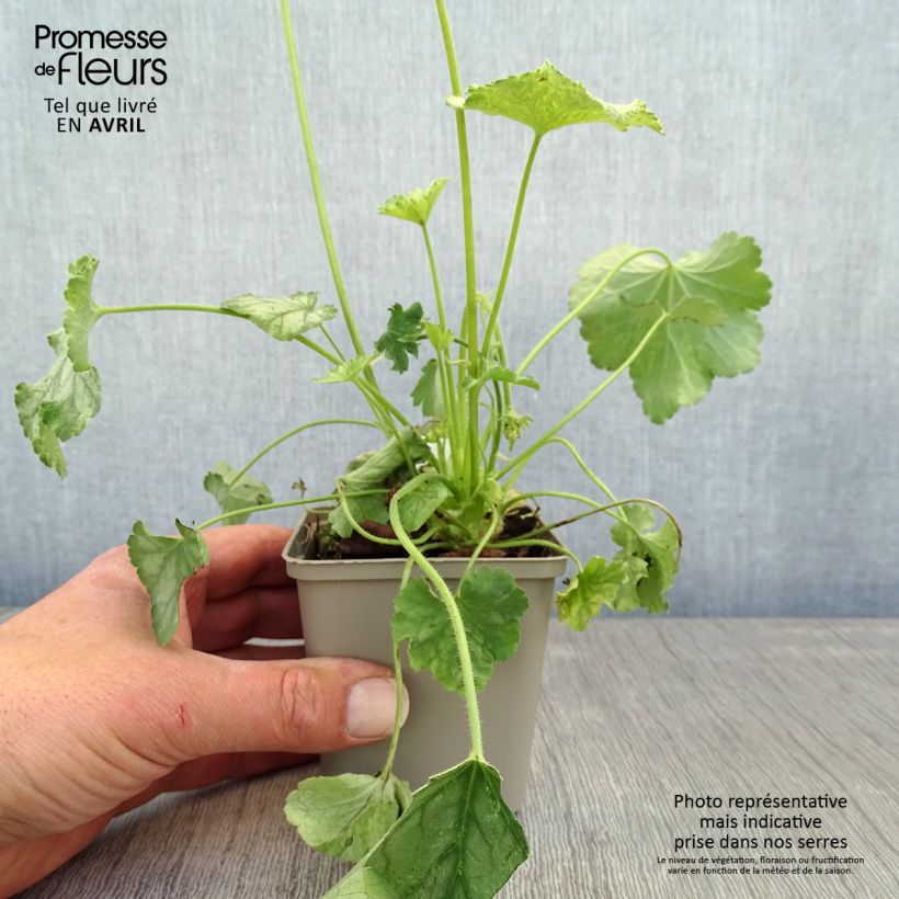 Heuchera Flower Power 8/9 cm pot sample as delivered in spring