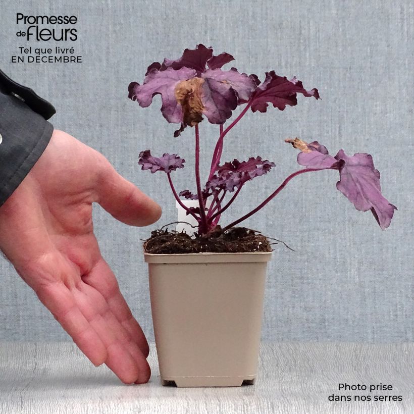 Heuchera Forever Purple 8/9 cm pot sample as delivered in winter