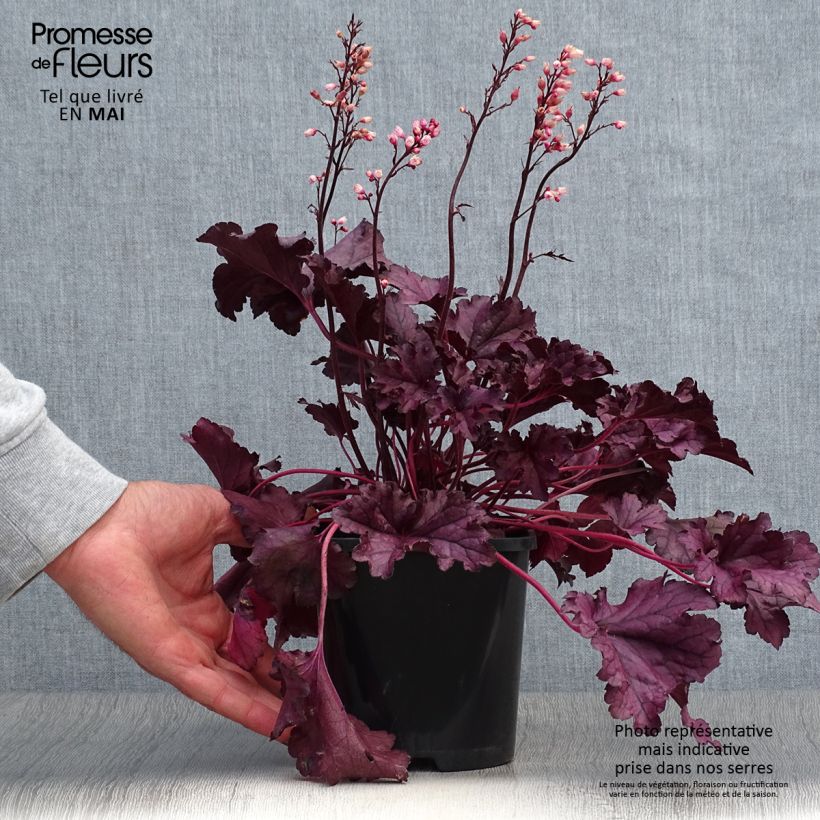 Heuchera Forever Purple 1.5L/2L pot sample as delivered in spring