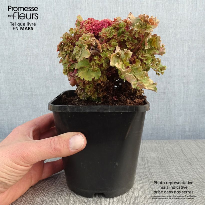 Heuchera hybrida Frilly 1.5L/2L pot sample as delivered in winter