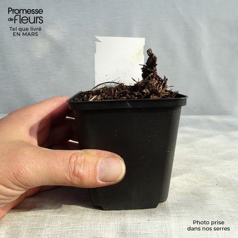 Heuchera cylindrica Green Ivory 8/9 cm pot sample as delivered in spring