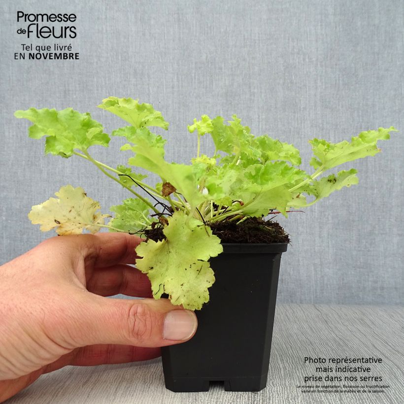 Heuchera Lime Rickey 8/9 cm pot sample as delivered in autumn
