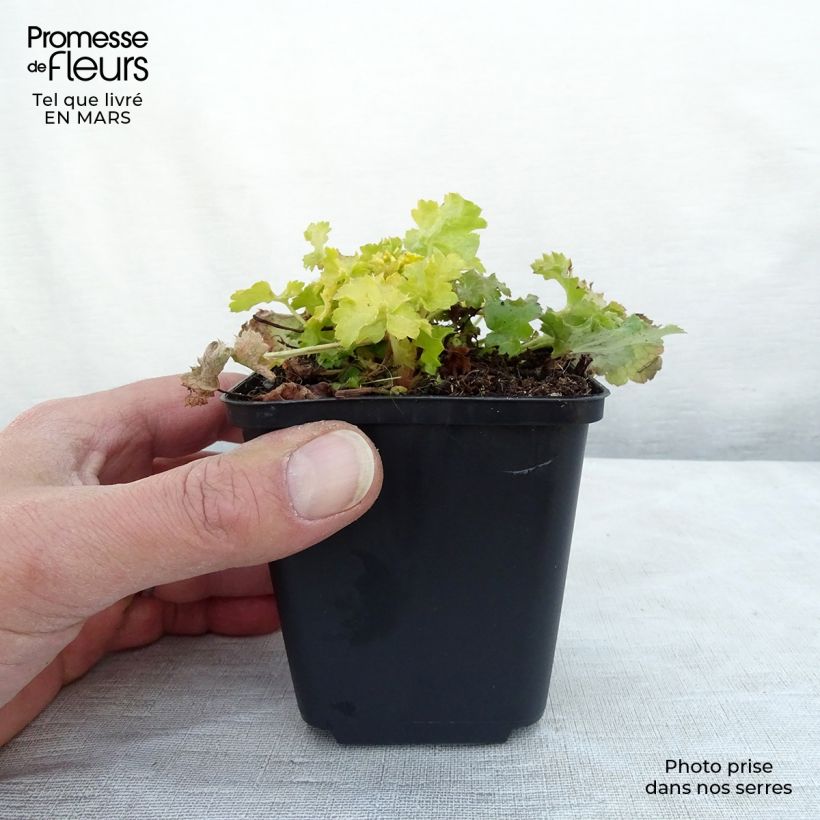 Heuchera Lime Rickey 8/9 cm pot sample as delivered in spring