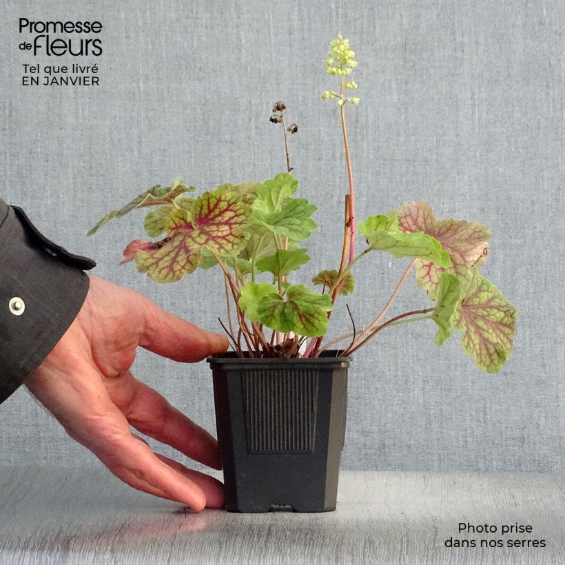 Heuchera hybrida Little Cutie Blondie in Lime 8/9 cm pot sample as delivered in winter