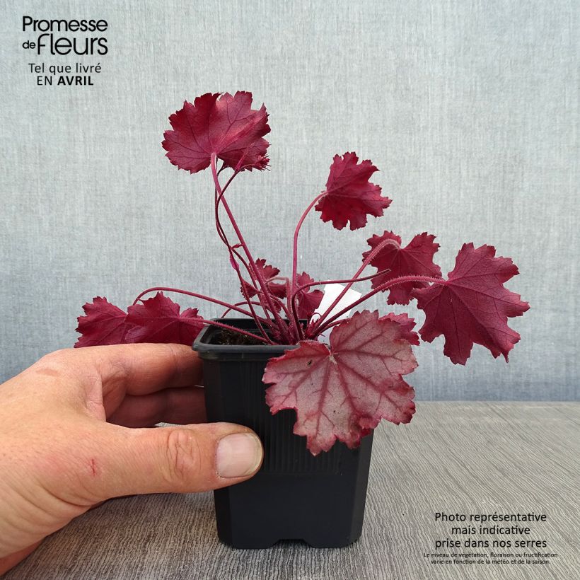 Heuchera hybrida Little Cuties Sugar Berry 8/9 cm pot sample as delivered in spring