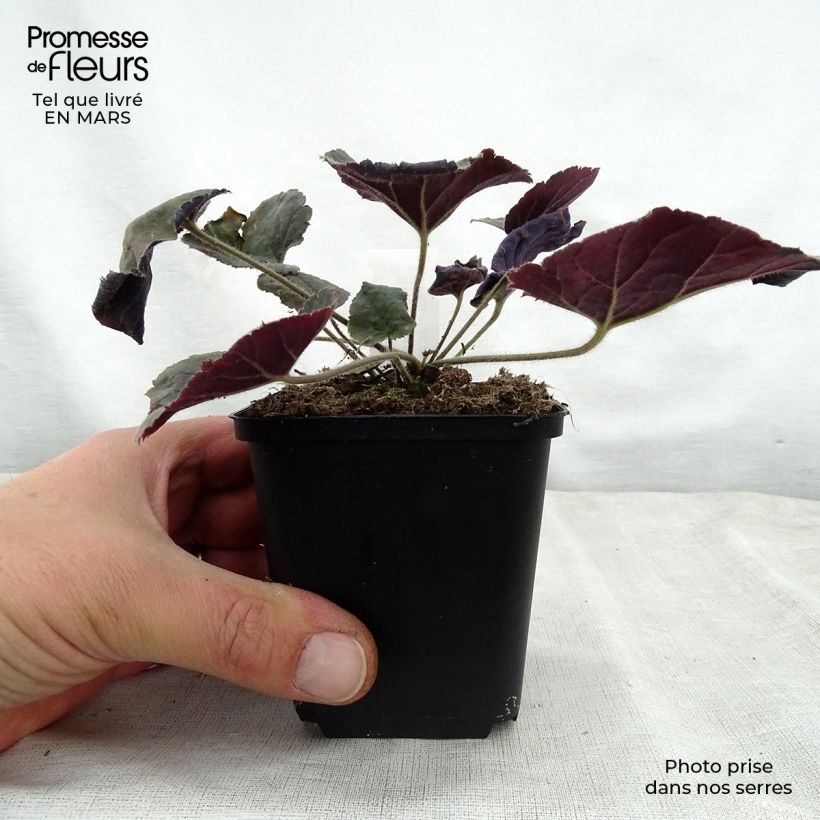 Heuchera villosa Magnum 8/9 cm pot sample as delivered in spring