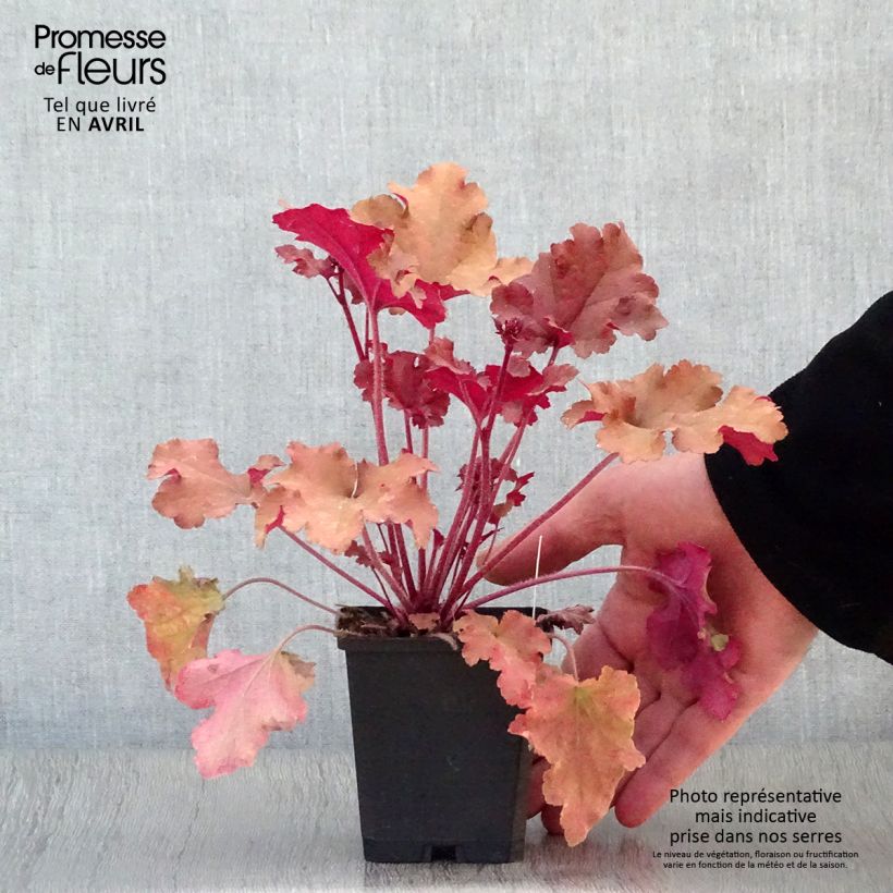 Heuchera micrantha Marmalade 8/9 cm pot sample as delivered in spring
