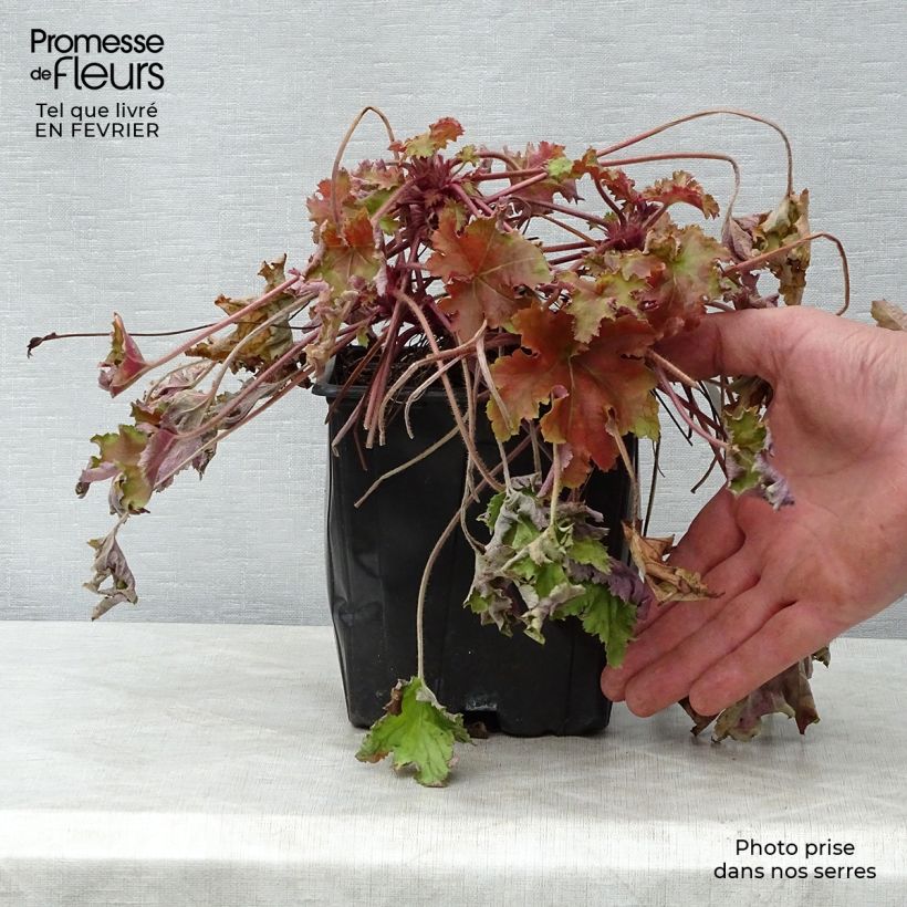 Heuchera micrantha Marmalade 2L/3L pot sample as delivered in winter