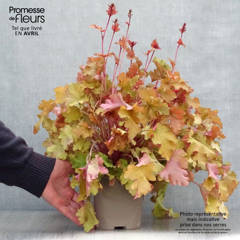 Heuchera micrantha Marmalade 2L/3L pot sample as delivered in spring