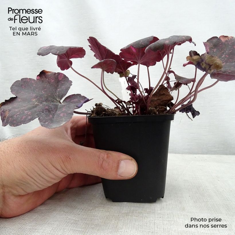 Heuchera Midnight Rose 8/9 cm pot sample as delivered in spring
