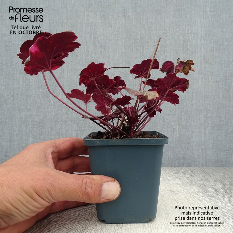 Heuchera Midnight Rose 8/9 cm pot sample as delivered in autumn