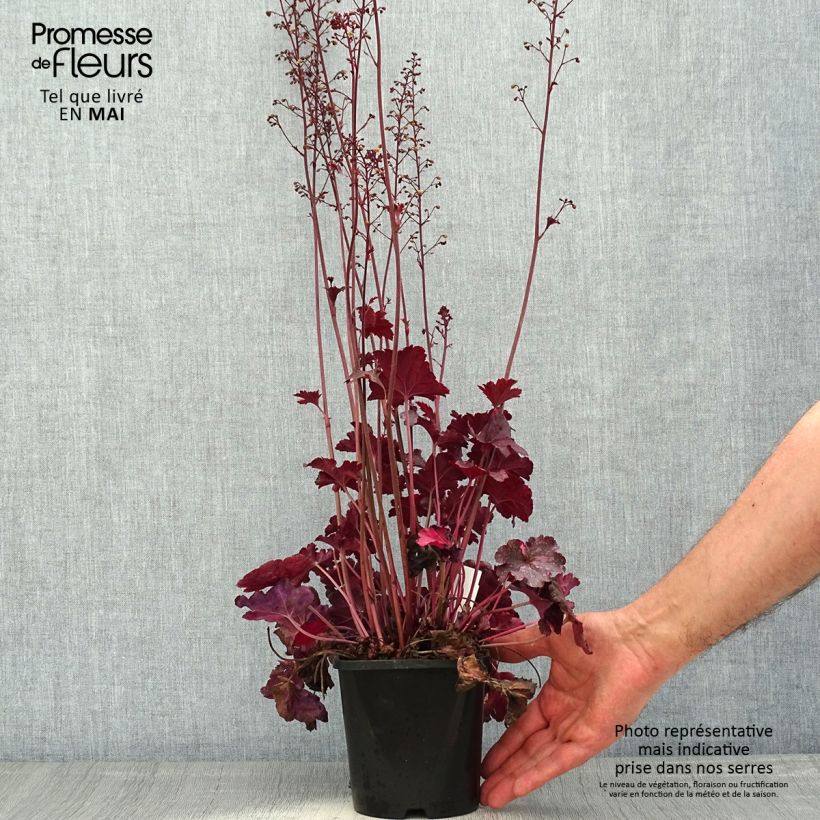 Heuchera Midnight Rose 1.5L/2L pot sample as delivered in spring
