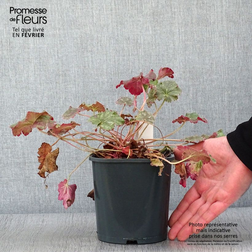 Heuchera Miracle 2L/3L pot sample as delivered in winter