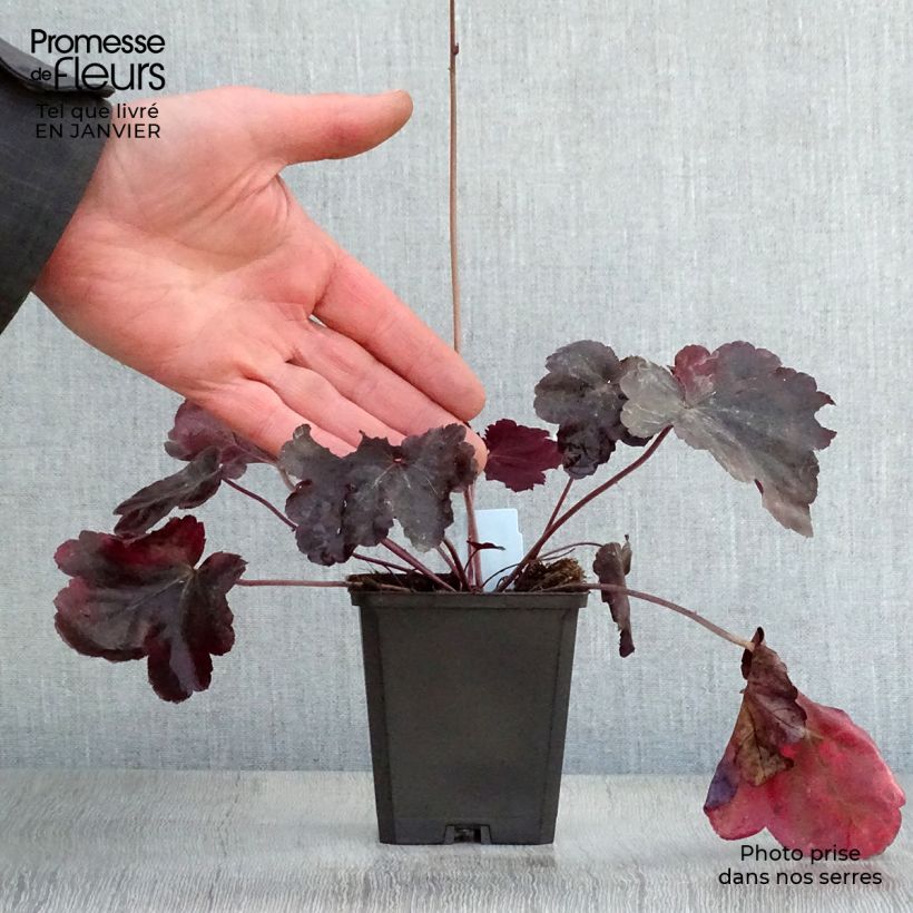 Heuchera Obsidian 8/9 cm pot sample as delivered in winter