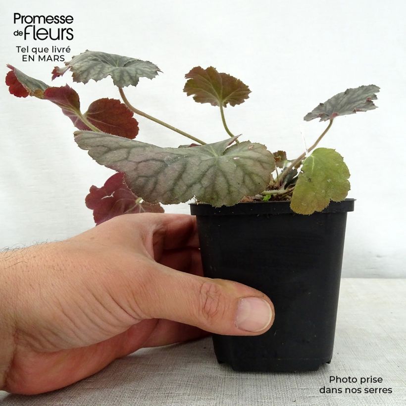 Heuchera villosa Pinot Noir 8/9 cm pot sample as delivered in spring