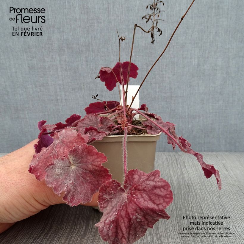 Heuchera villosa Pinot Noir 8/9 cm pot sample as delivered in winter