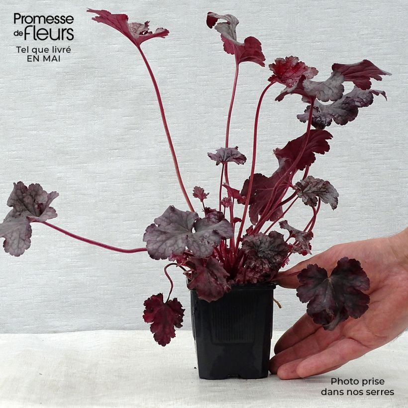 Heuchera Plum Pudding 8/9 cm pot sample as delivered in spring