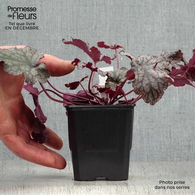 Heuchera Plum Pudding 8/9 cm pot sample as delivered in winter