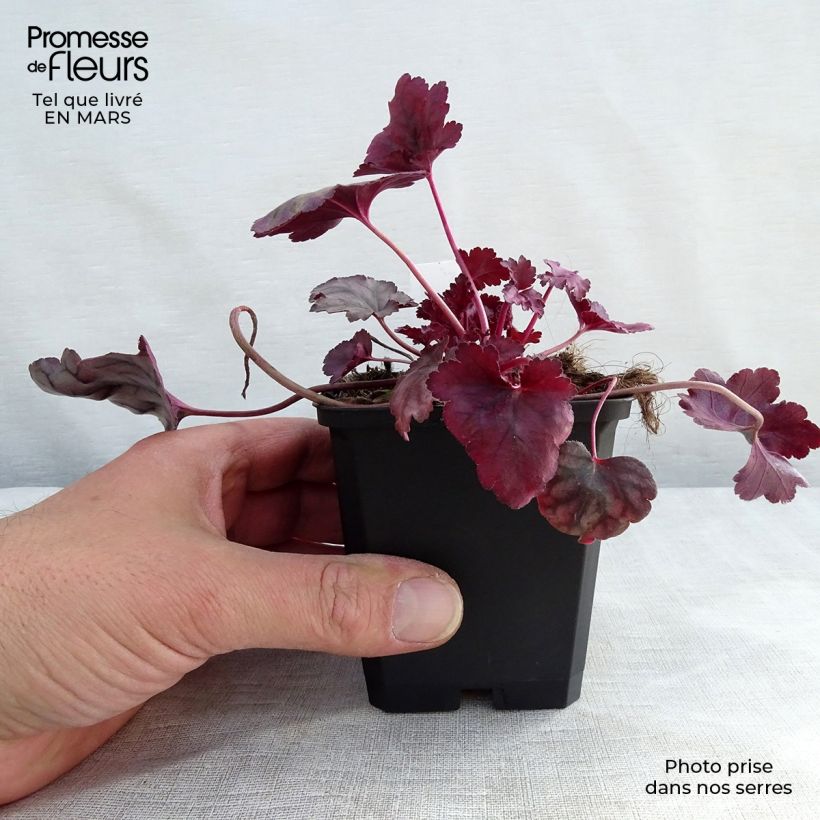 Heuchera Plum Royale 8/9 cm pot sample as delivered in winter