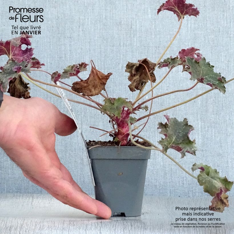 Heuchera Purple Petticoats 8/9 cm pot sample as delivered in winter