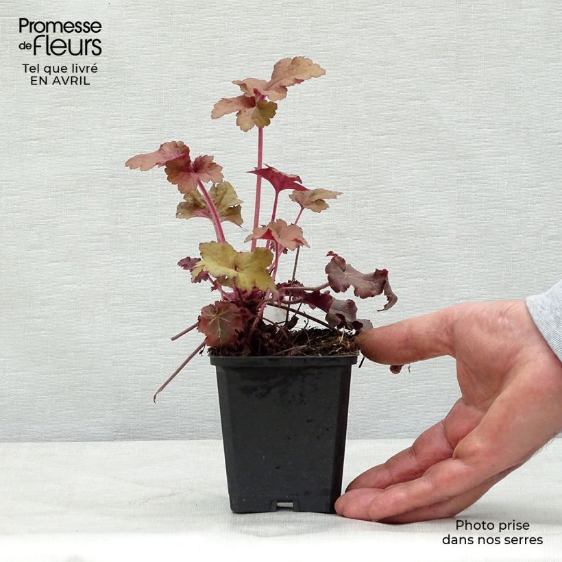 Heuchera micrantha Red Sea 8/9 cm pot sample as delivered in spring