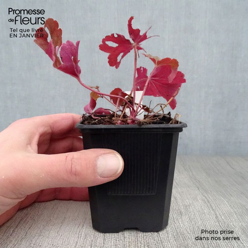 Heuchera Rio 7/8 cm pot sample as delivered in winter
