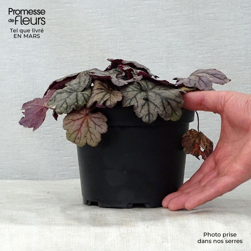 Heuchera villosa Sugar Plum 2L/3L pot sample as delivered in spring