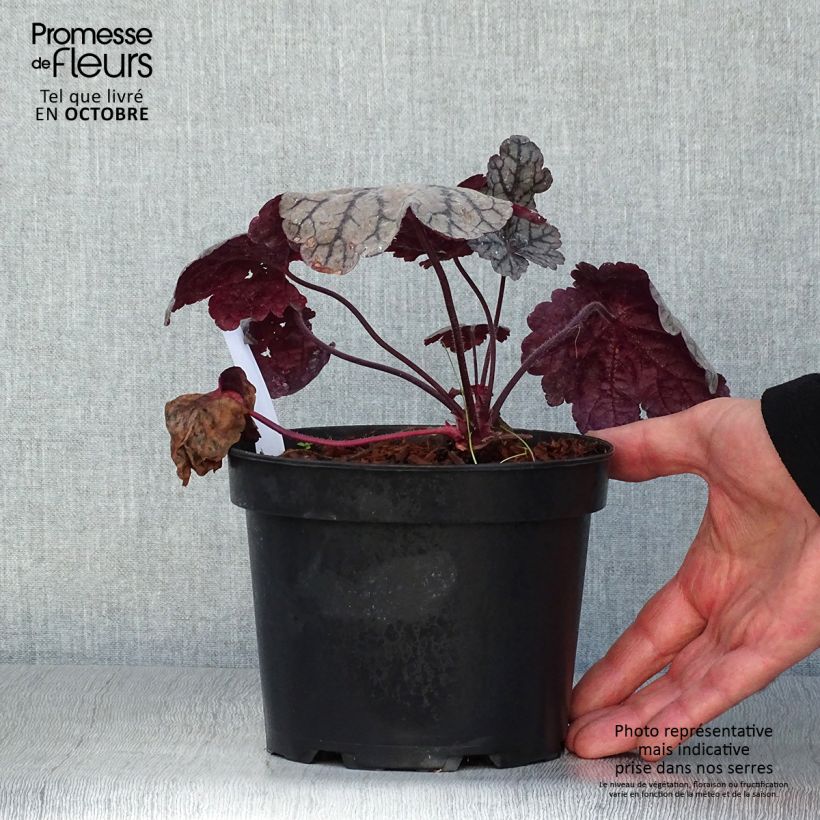 Heuchera villosa Sugar Plum 2L/3L pot sample as delivered in autumn