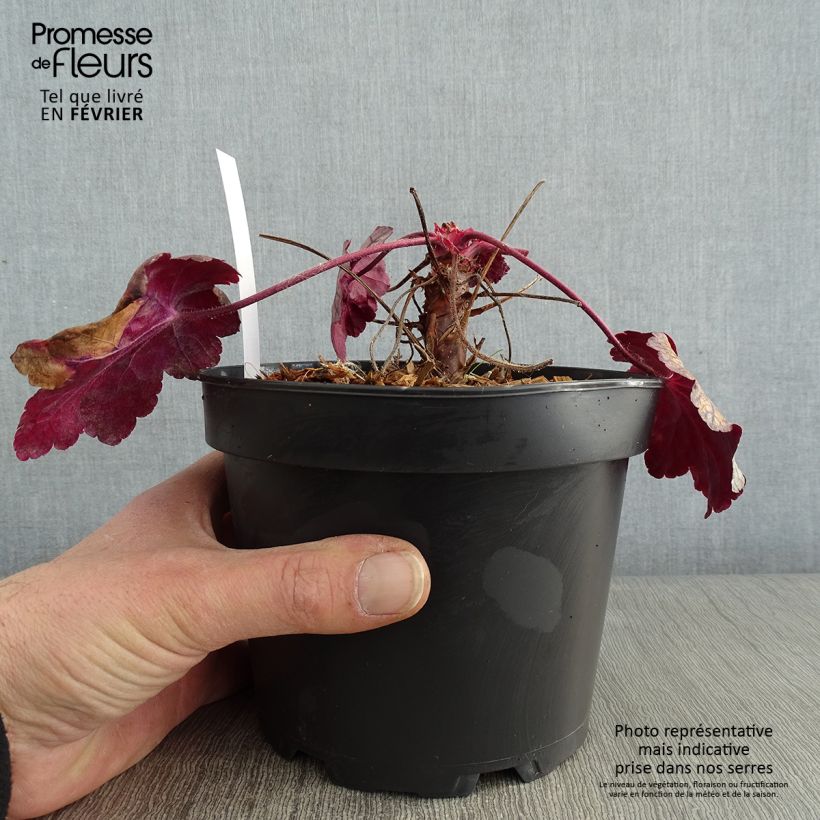 Heuchera villosa Sugar Plum 2L/3L pot sample as delivered in winter