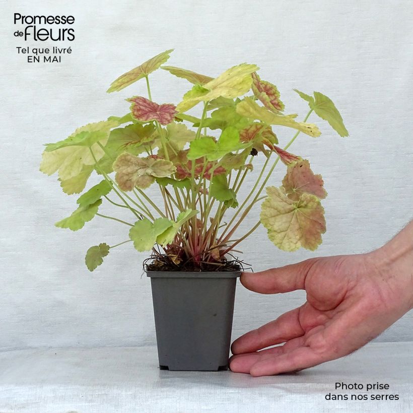 Heuchera Tiramisu 8/9 cm pot sample as delivered in spring