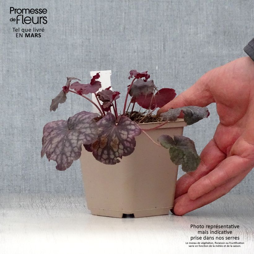 Heuchera Velvet Night 8/9 cm pot sample as delivered in spring