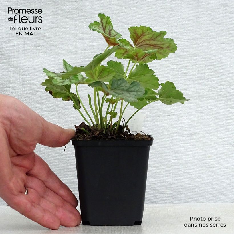 Heuchera americana Birkin 8/9 cm pot sample as delivered in spring