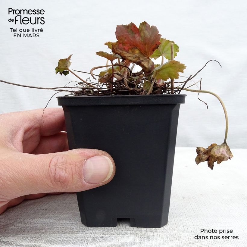 Heuchera americana Dales Strain 8/9 cm pot sample as delivered in winter