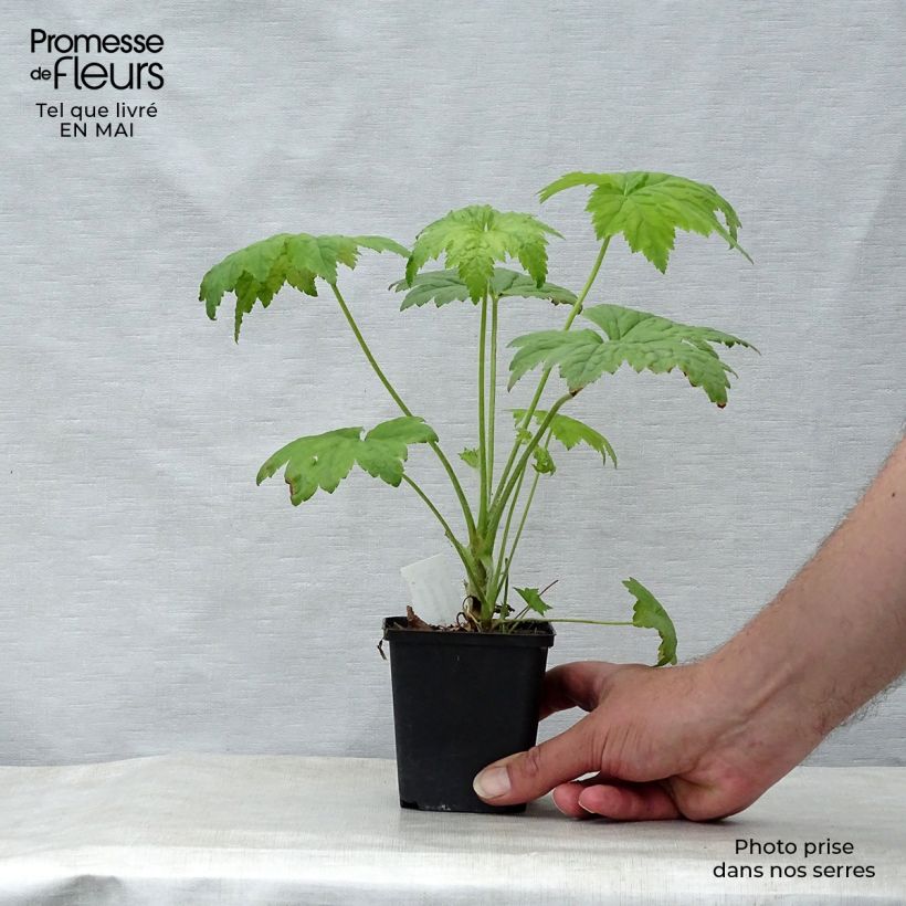 Heuchera villosa Chantilly 8/9 cm pot sample as delivered in spring