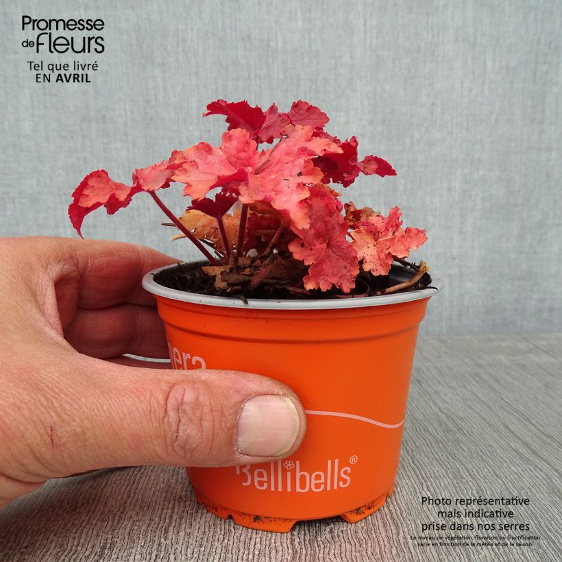 Heuchera Indian Summer Cranberry 8/9 cm pot sample as delivered in spring