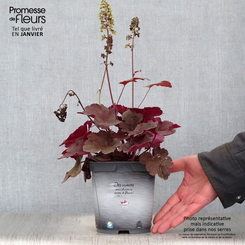 Heuchera hybrida Little Cutie Blondie 2L/3L pot sample as delivered in winter