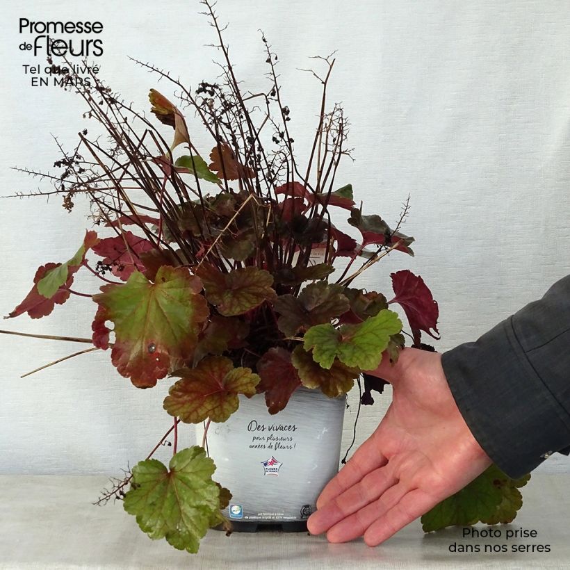 Heuchera hybrida Little Cutie Blondie 2L/3L pot sample as delivered in spring
