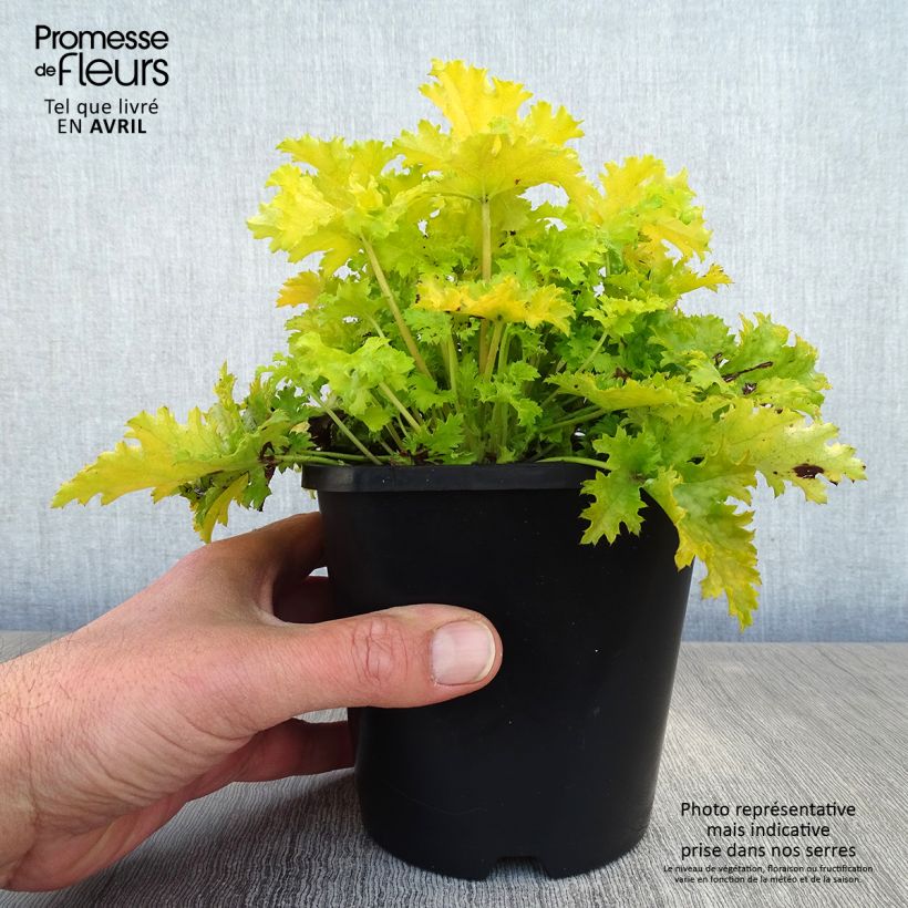 Heuchera hybrida Pear Crisp 1.5L/2L pot sample as delivered in spring