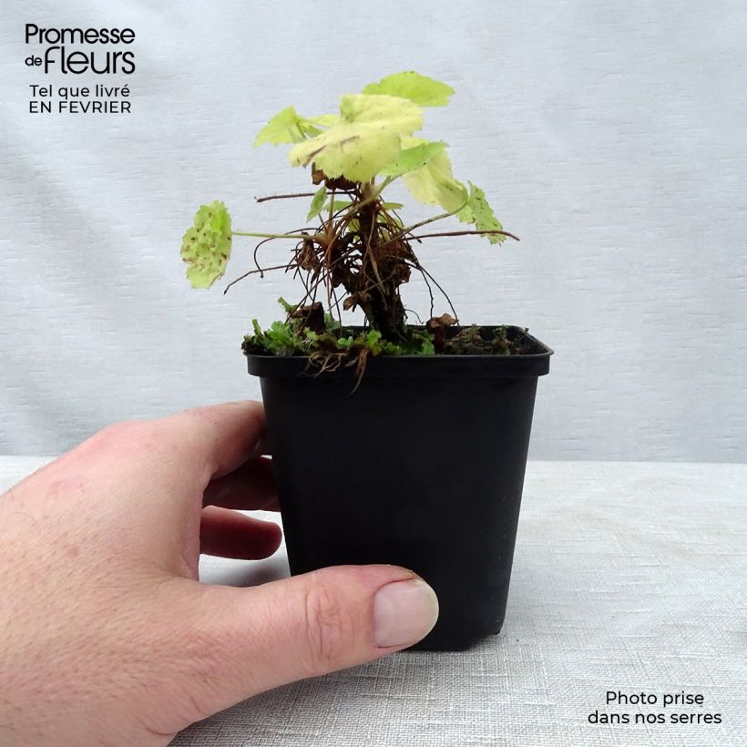 Heuchera Pretty Pistachio 8/9 cm pot sample as delivered in winter