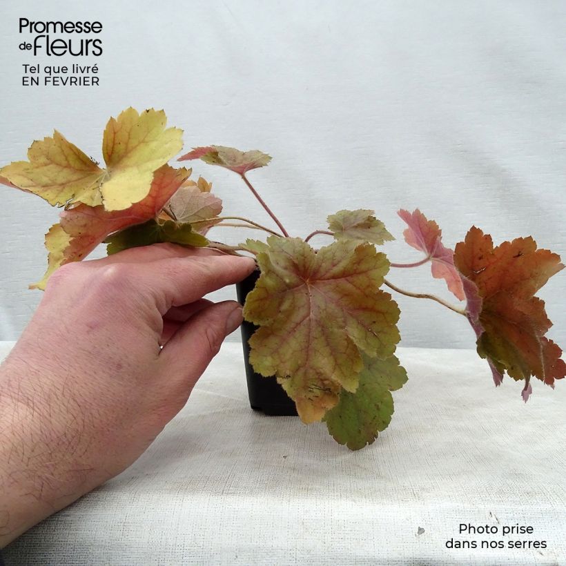 Heuchera Southern Comfort 8/9 cm pot sample as delivered in winter