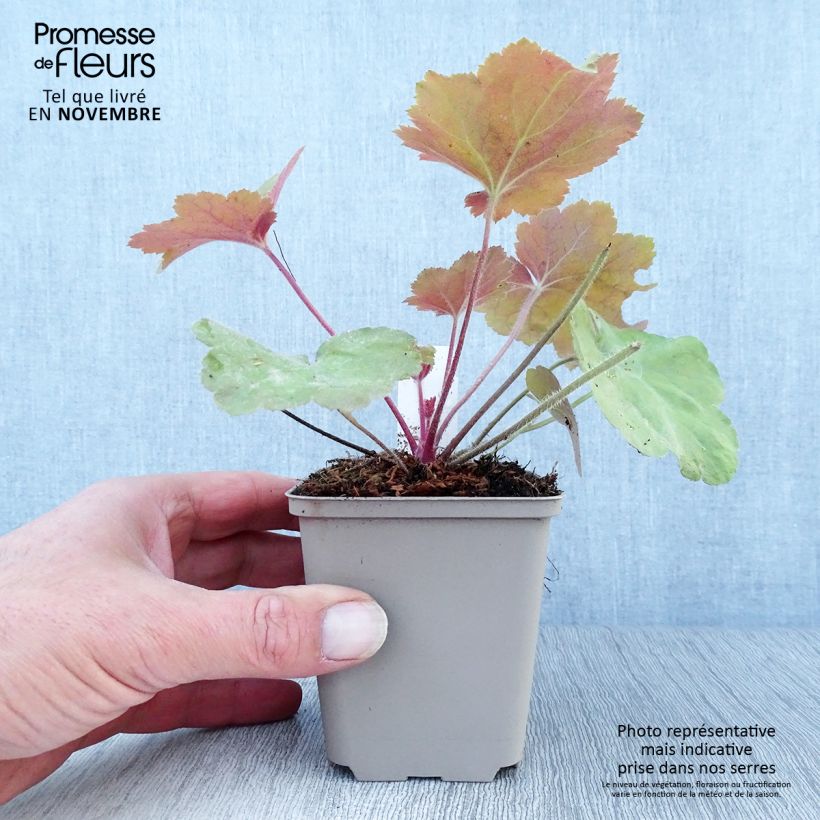 Heuchera Southern Comfort 8/9 cm pot sample as delivered in autumn