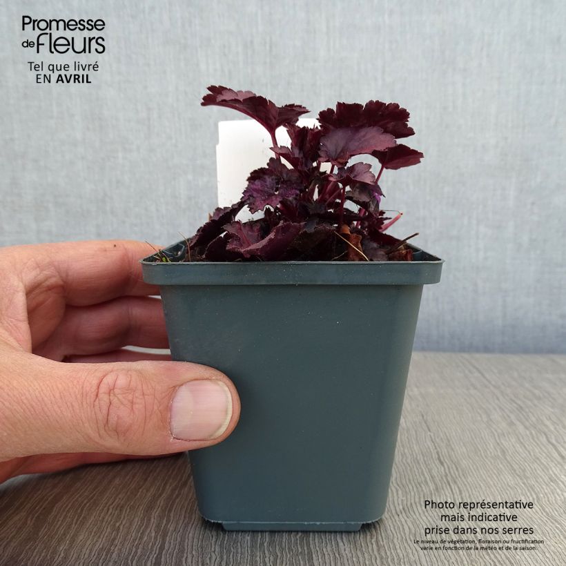 Heuchera Dolce Wildberry 8/9 cm pot sample as delivered in spring