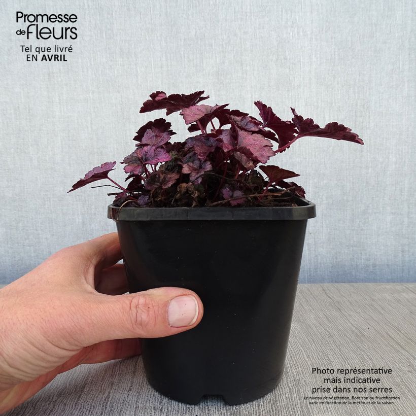 Heuchera Dolce Wildberry 1.5L/2L pot sample as delivered in spring