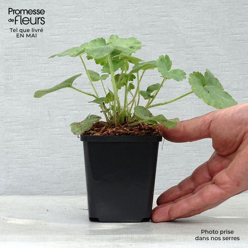 Heuchera sanguinea 'Leuchtkäfer' 8/9 cm pot sample as delivered in spring