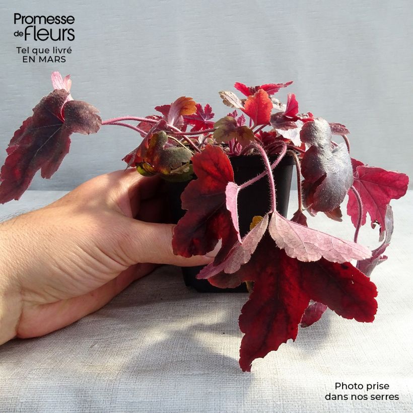 Heucherella Brass Lantern 8/9 cm pot sample as delivered in spring