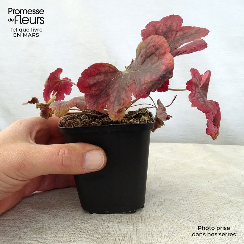 Heucherella Buttered Rum 8/9 cm pot sample as delivered in spring