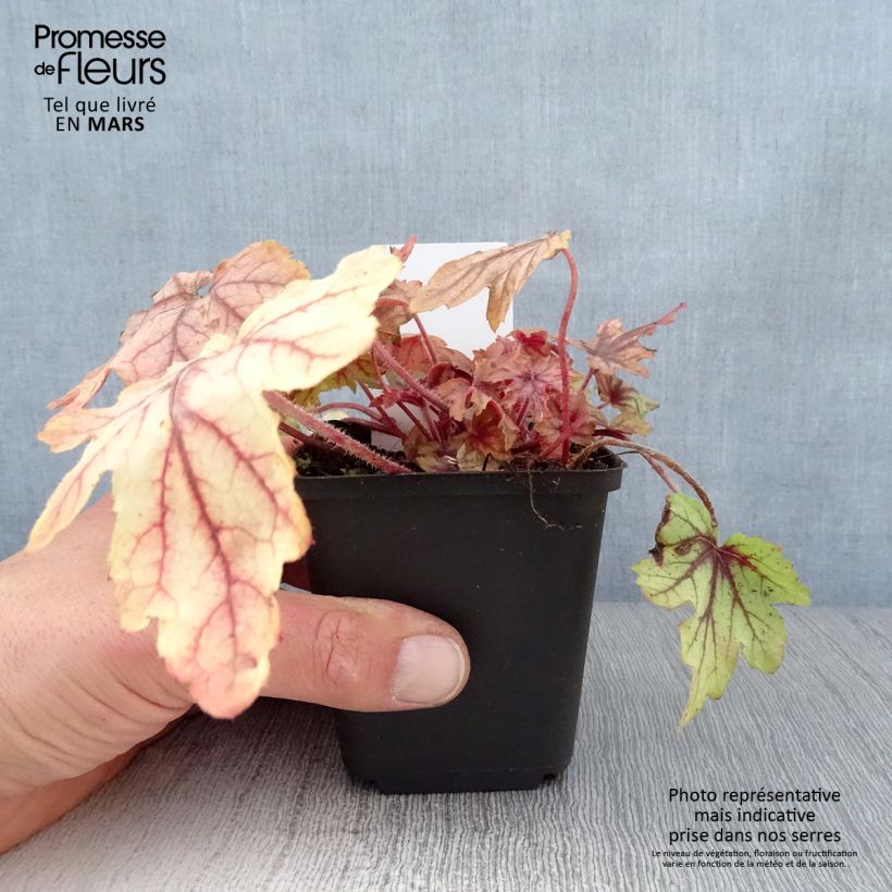 Heucherella Eye Spy 8/9 cm pot sample as delivered in spring