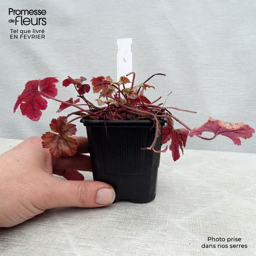 Heucherella Honey Rose 8/9 cm pot sample as delivered in winter