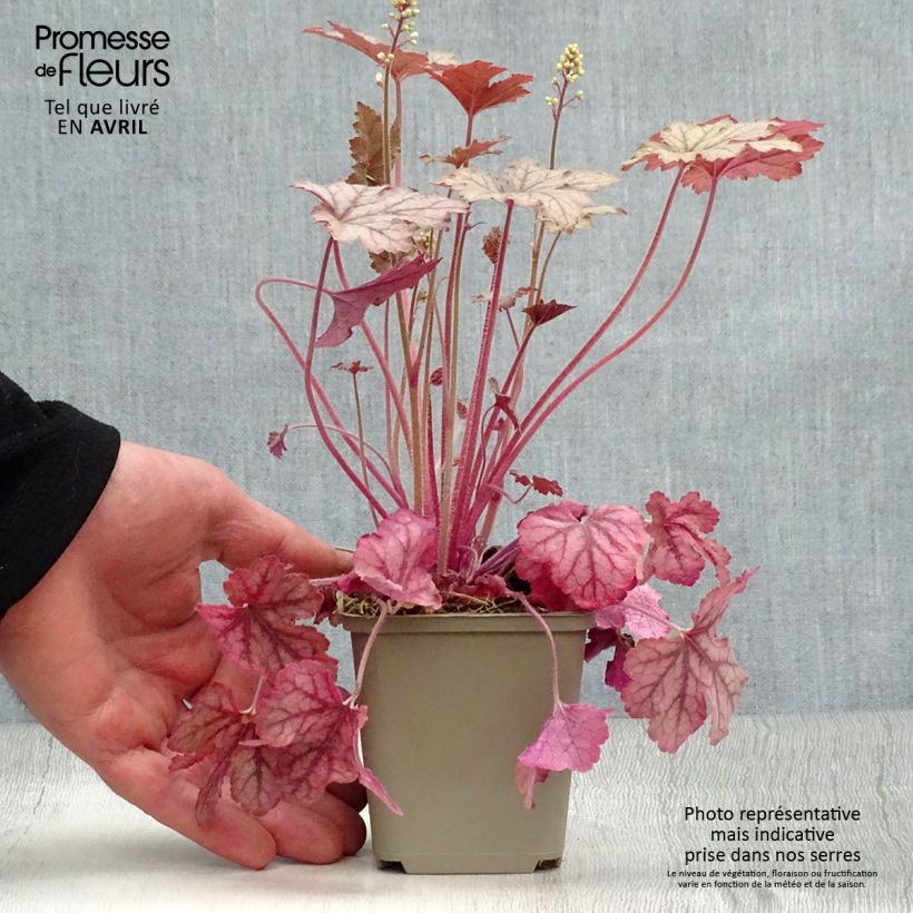 Heucherella Honey Rose 8/9 cm pot sample as delivered in spring