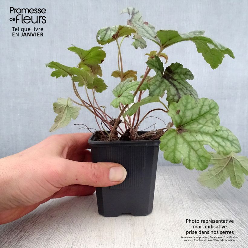 Heucherella Kimono 8/9 cm pot sample as delivered in winter